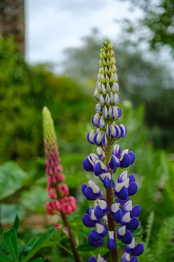 Lupins