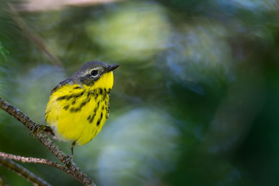 Magnolia Warbler, male