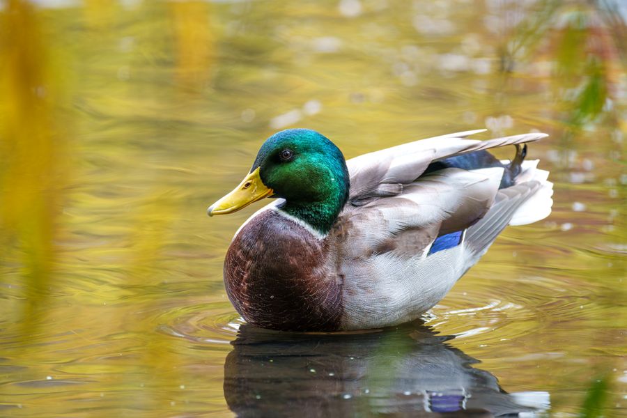 Mallard