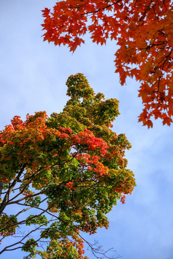 Maple canopy against the sky