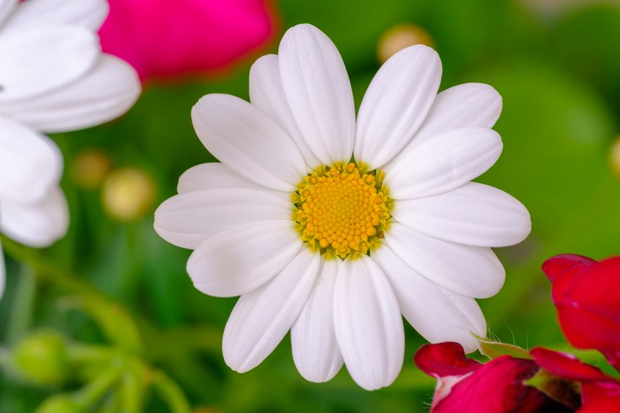 Marguerite