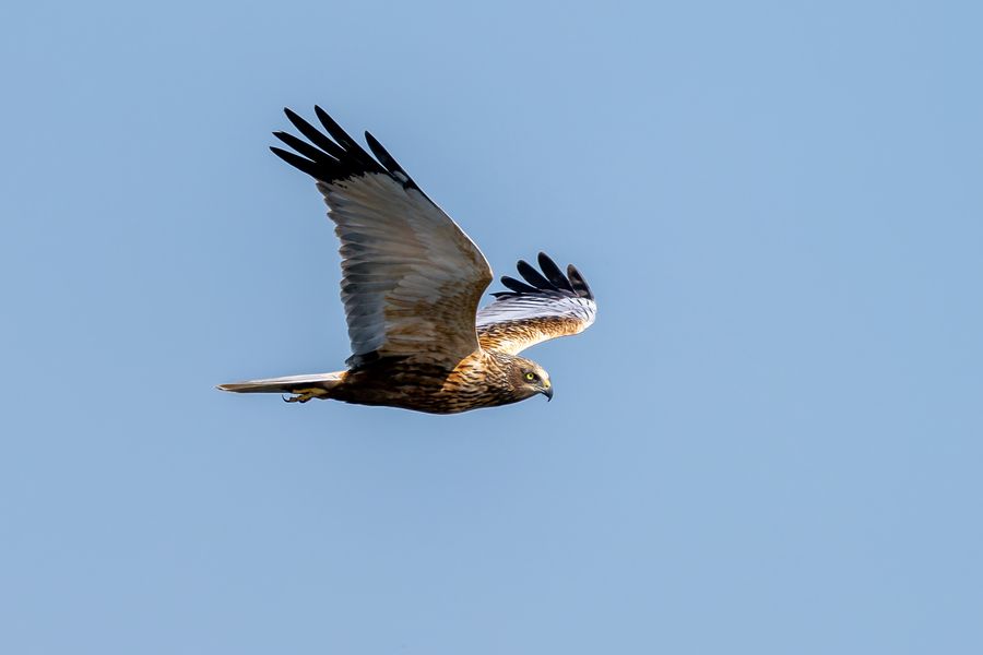 Marsh Harrier, banking