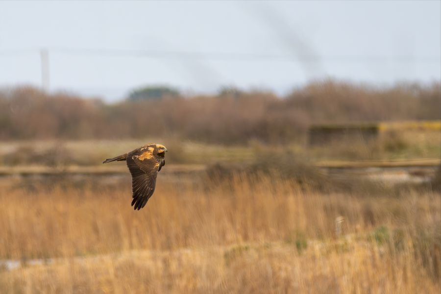 Marsh Harrier, quartering