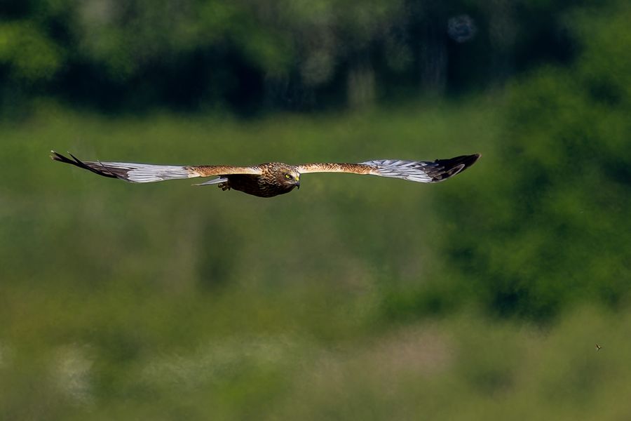 Marsh Harrier quartering the reeds