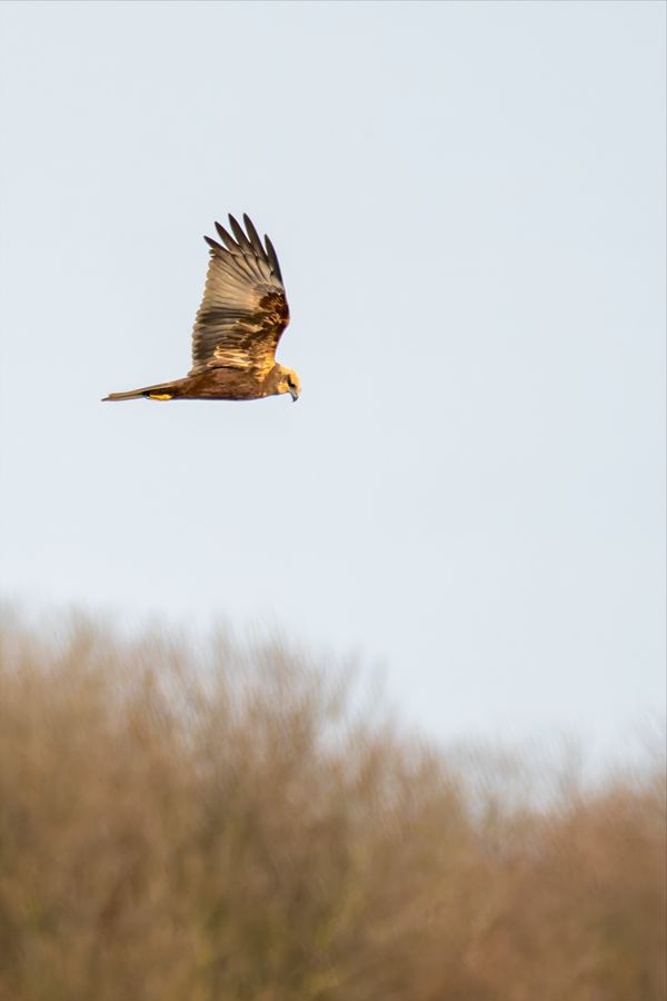 Marsh Harrier