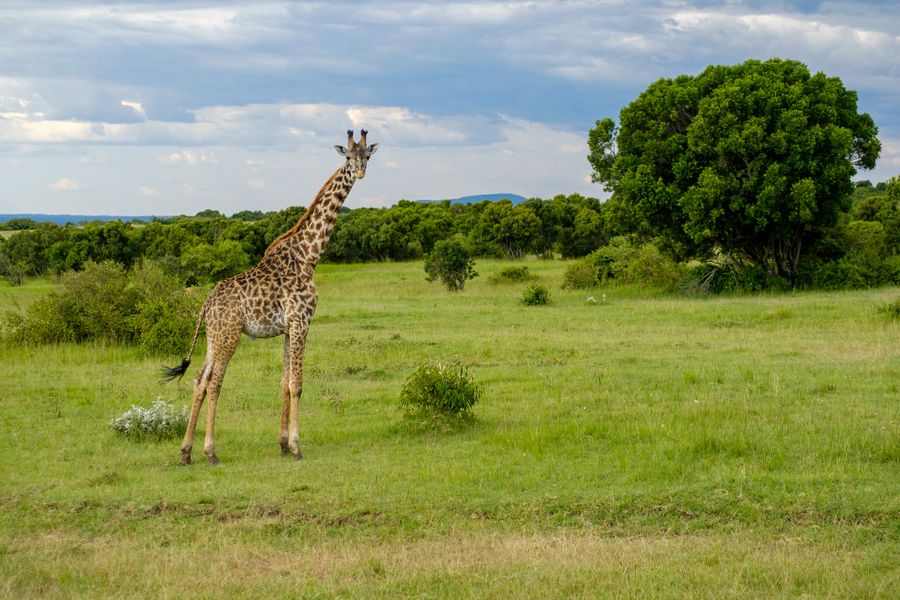 Masai Giraffe, on the move