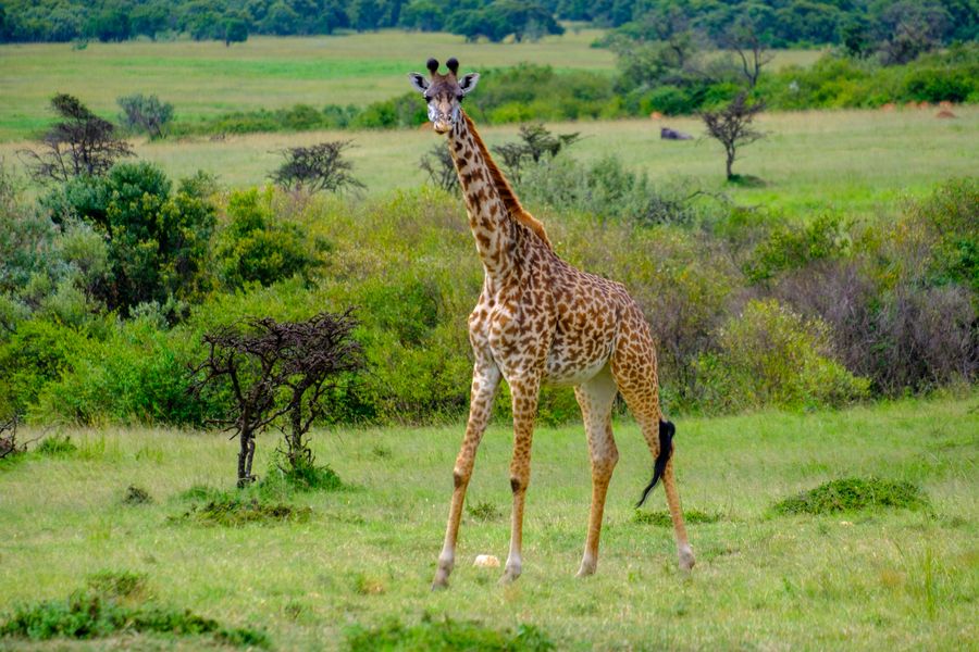 Masai Giraffe