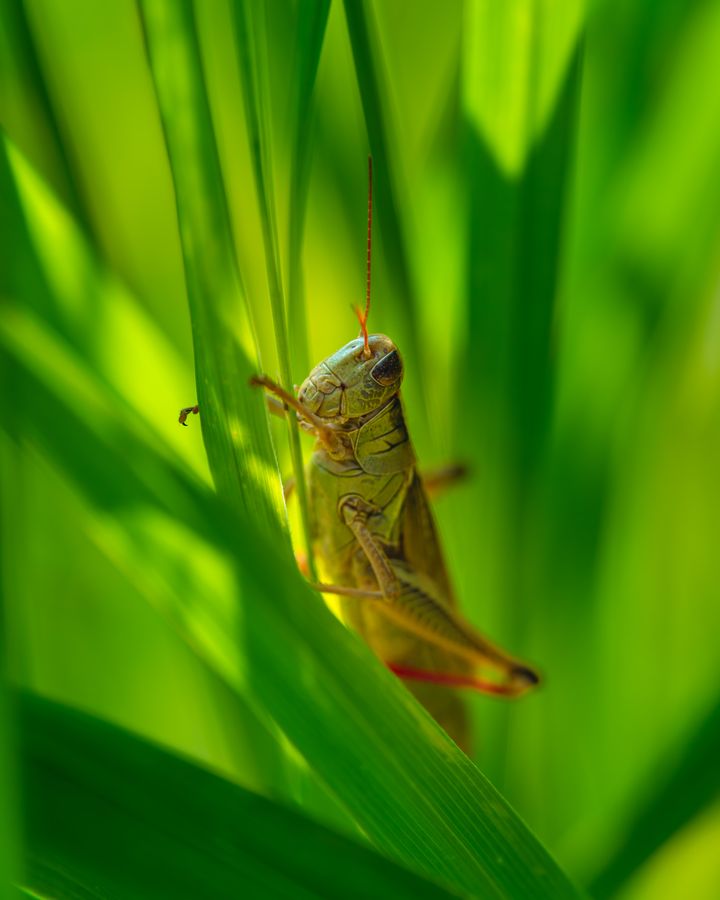 Meadow Katydid