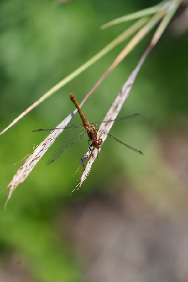 Meadowhawk, head-on