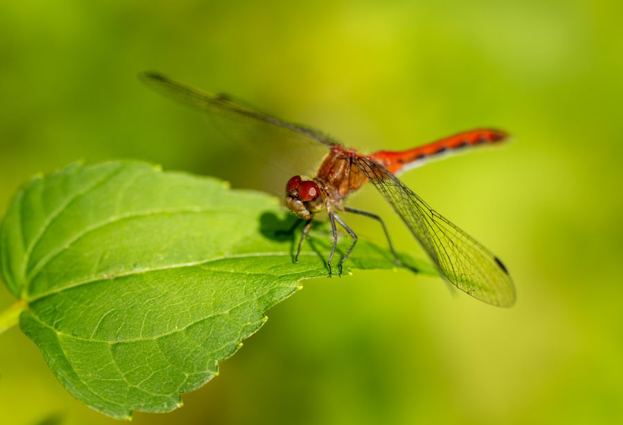 Meadowhawk
