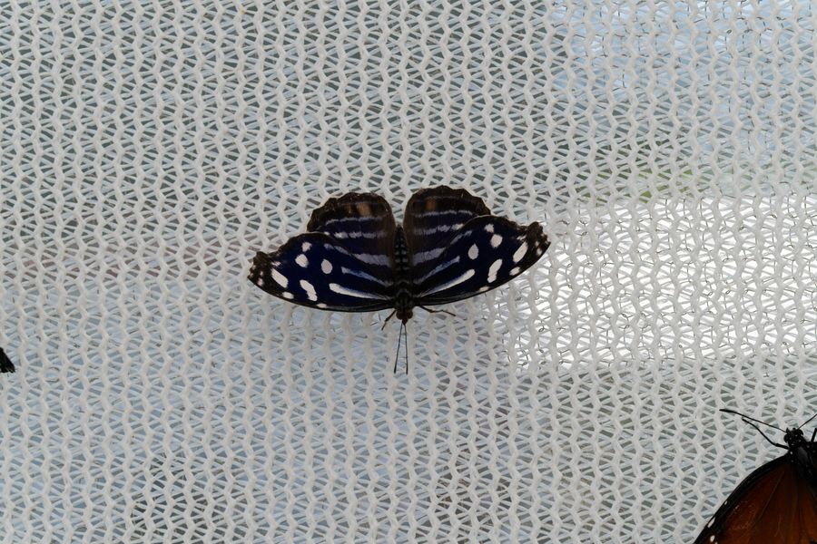 Mexican Bluewing