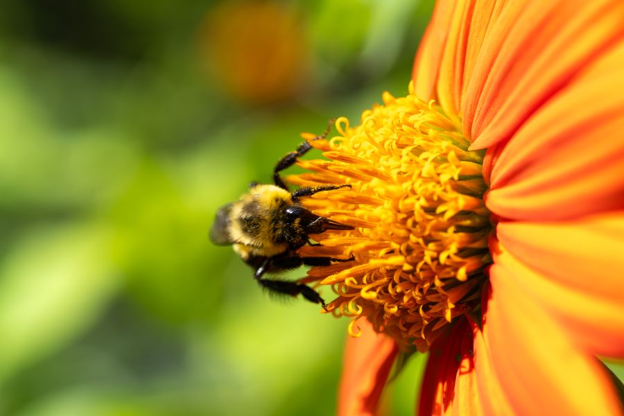Mexican Sunflower