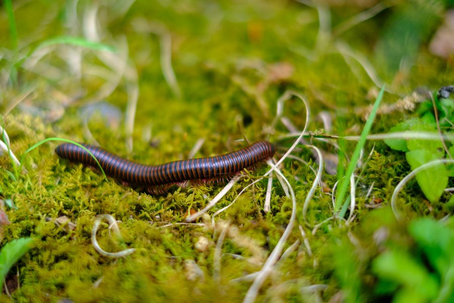 Millipede