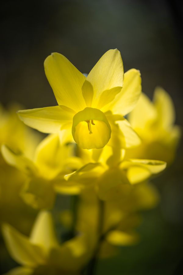 Miniature daffodil