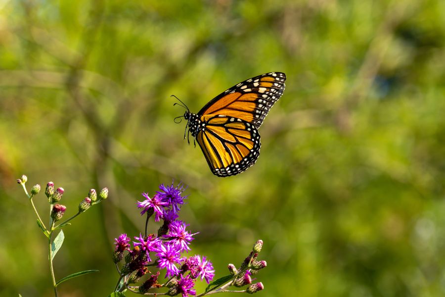 Monarch, approaching ironweed