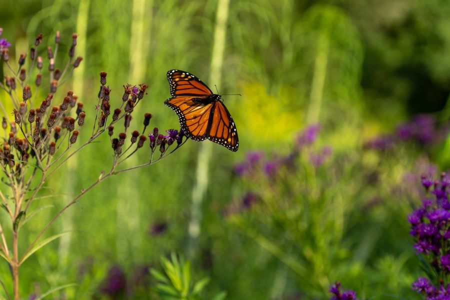 Monarch in flight
