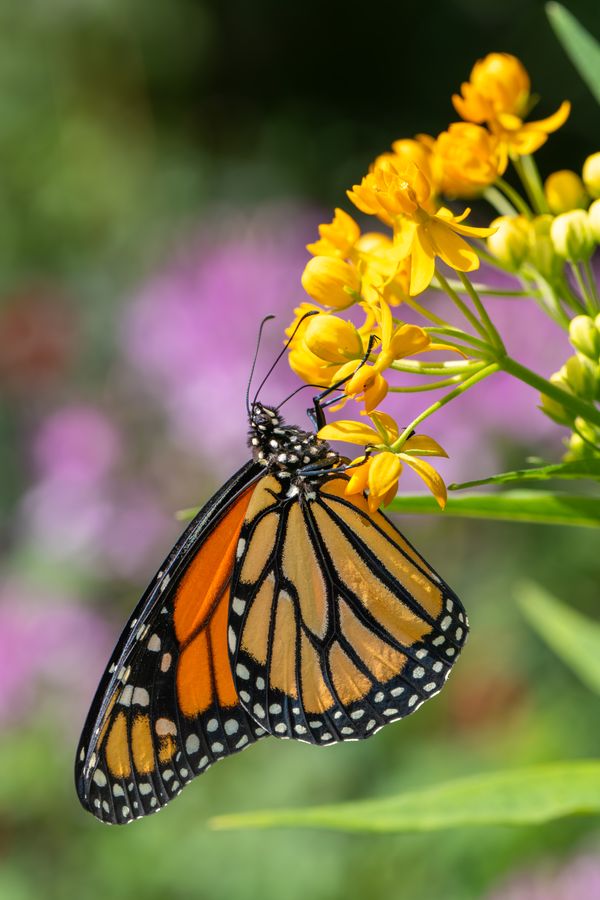 Monarch on butterfly weed