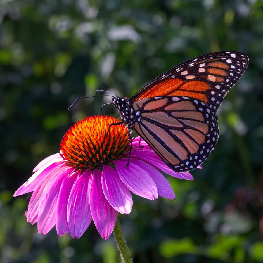 Monarch on coneflower