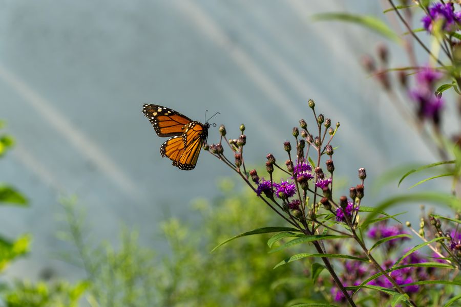 Monarch on ironweed