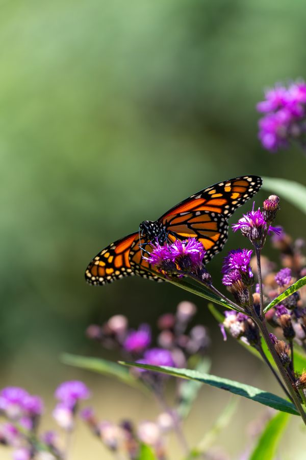 Monarch on ironweed