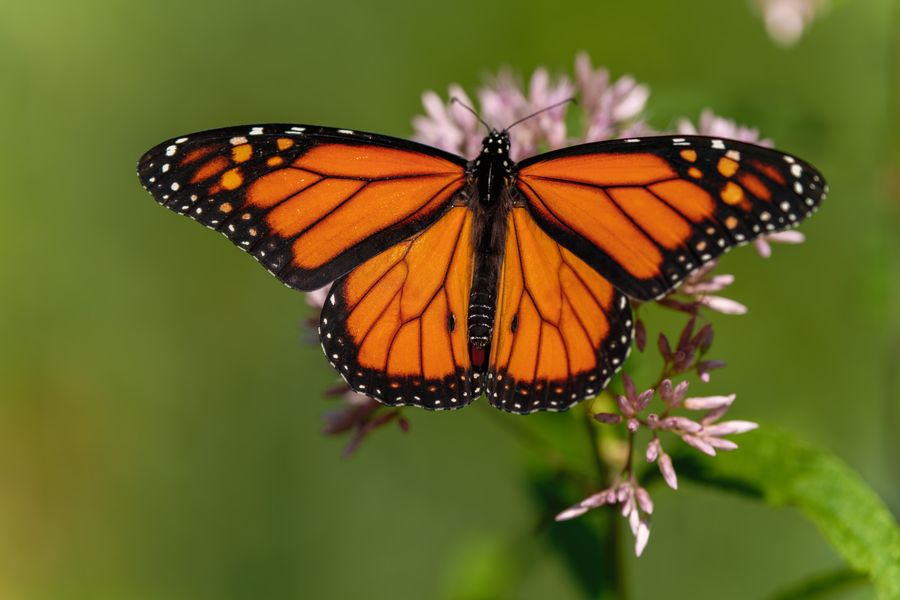 Monarch on Joe-Pye weed
