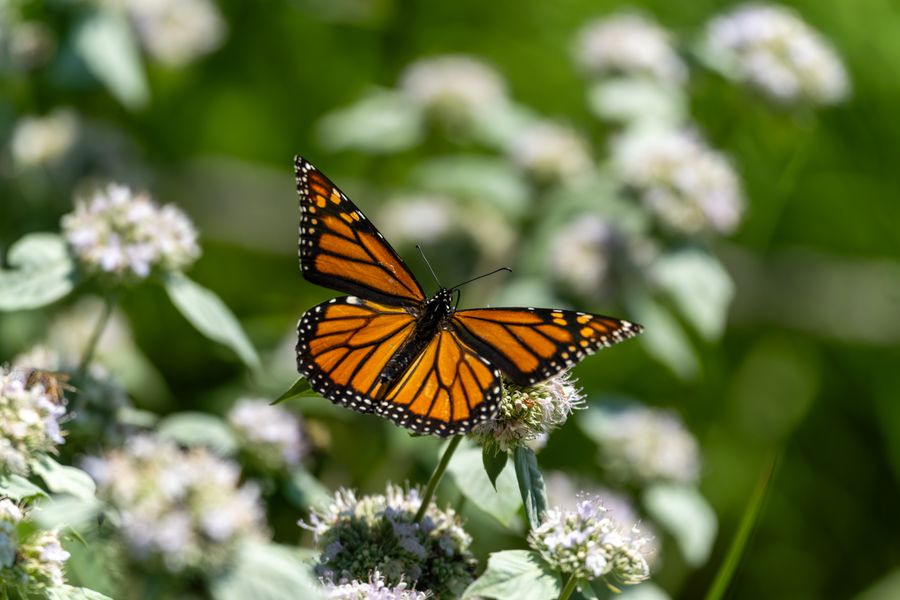 Monarch on mountain mint