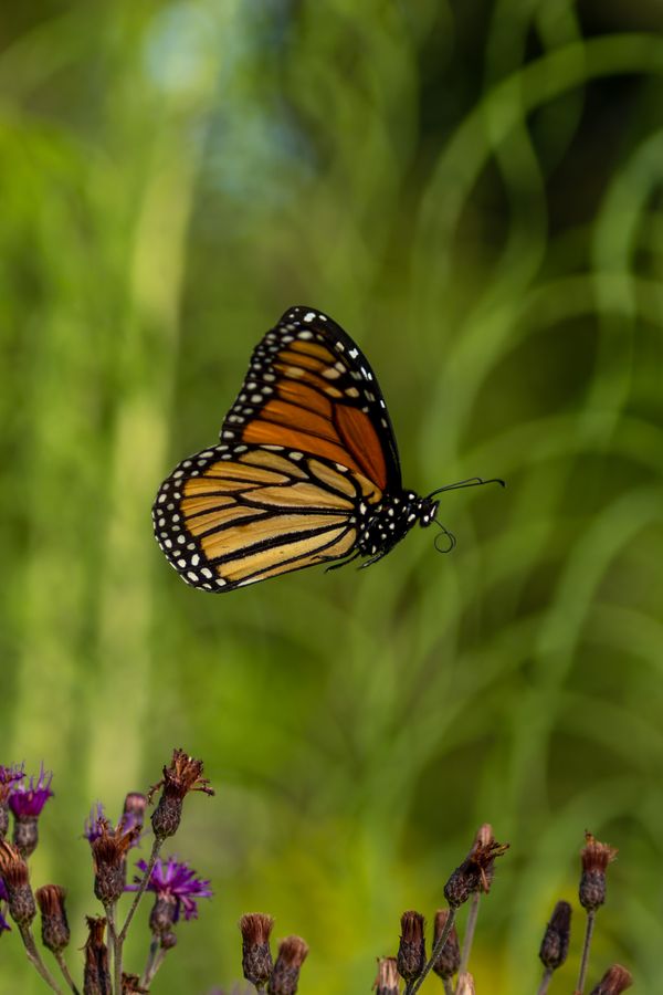 Monarch, wings spread