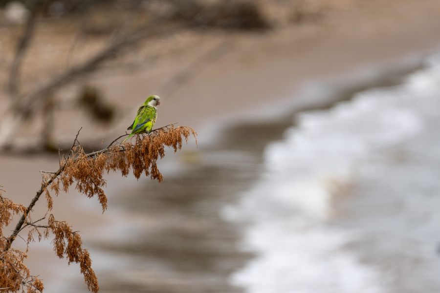 Monk Parakeet