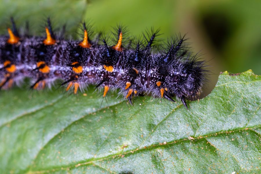 Mourning Cloak caterpillar