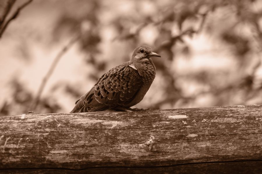 Mourning Dove, juvenile, on the rail