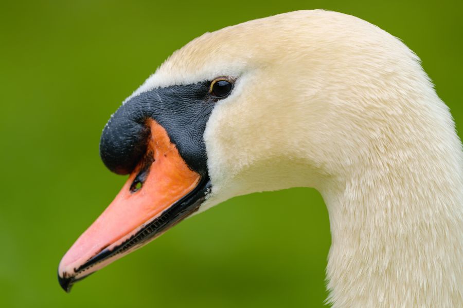 Mute Swan portrait
