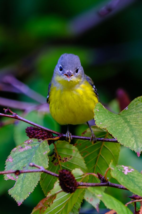 Nashville Warbler