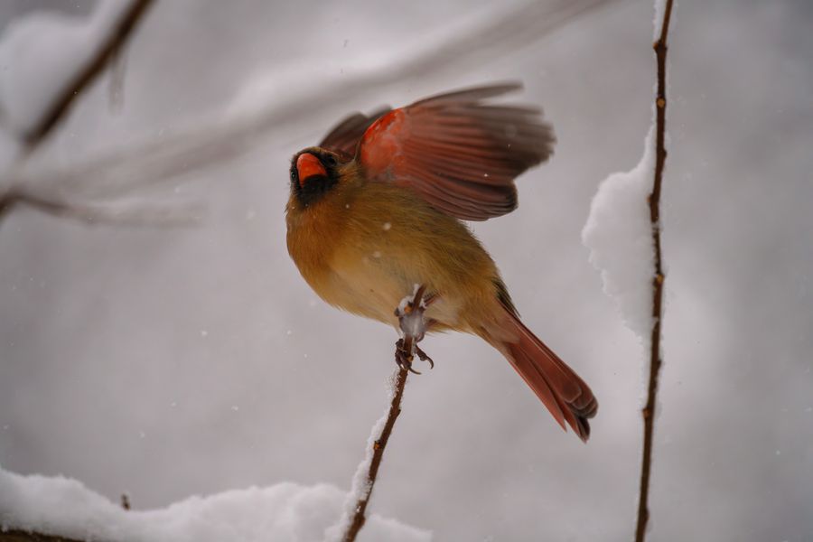 Northern Cardinal, female