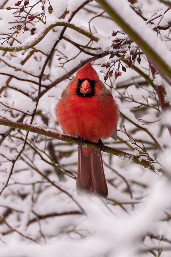 Northern Cardinal, male