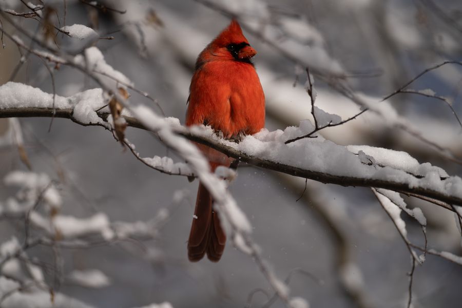 Northern Cardinal, male