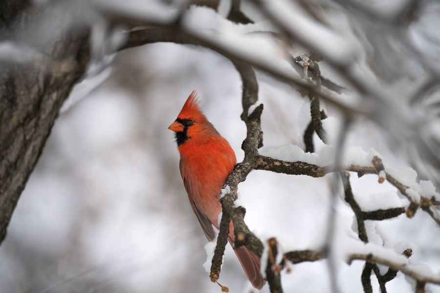 Northern Cardinal