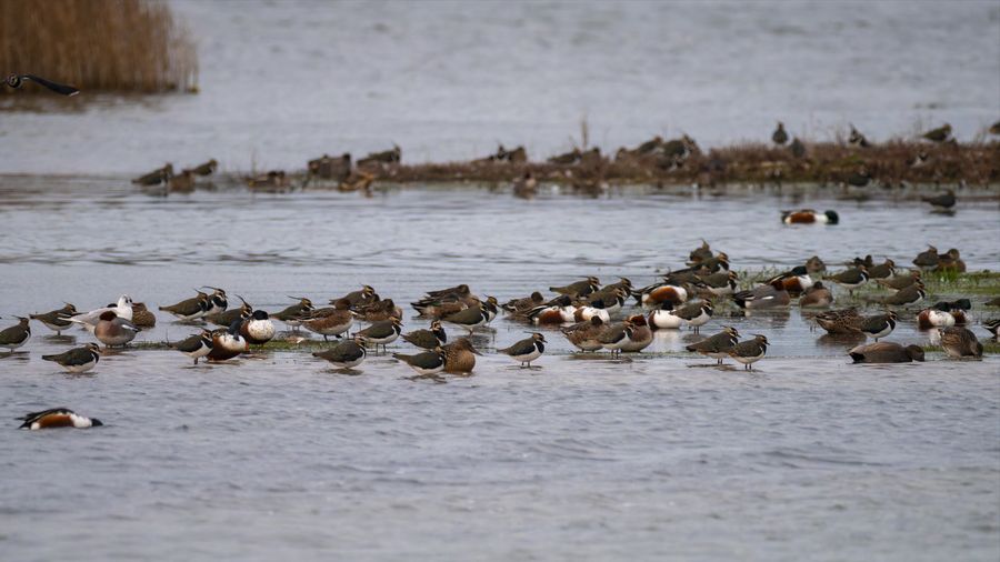 Northern Lapwing, winter roost