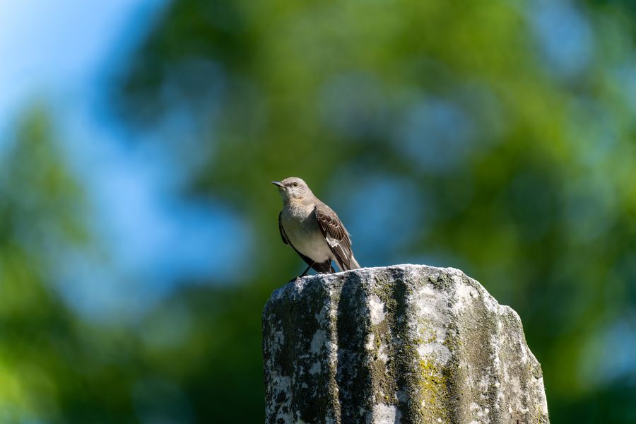 Northern Mockingbird on a headstone