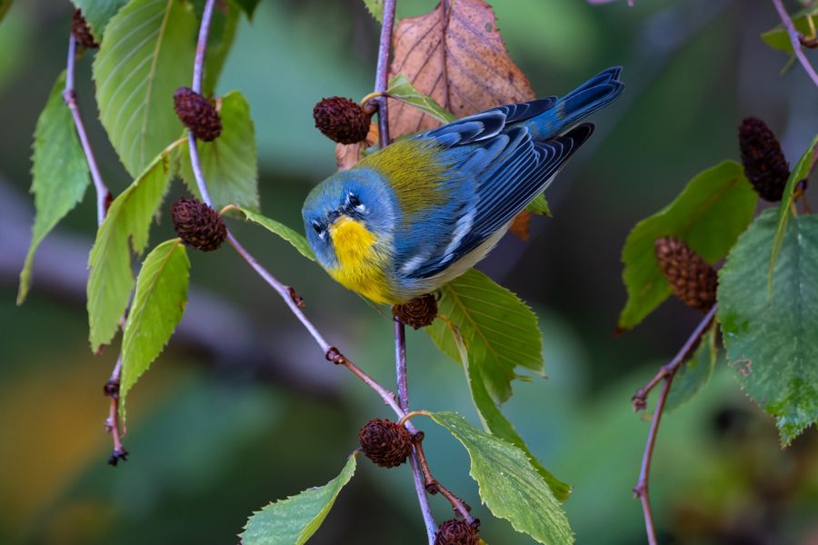 Northern Parula