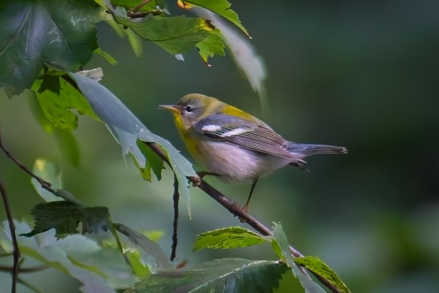 Northern Parula