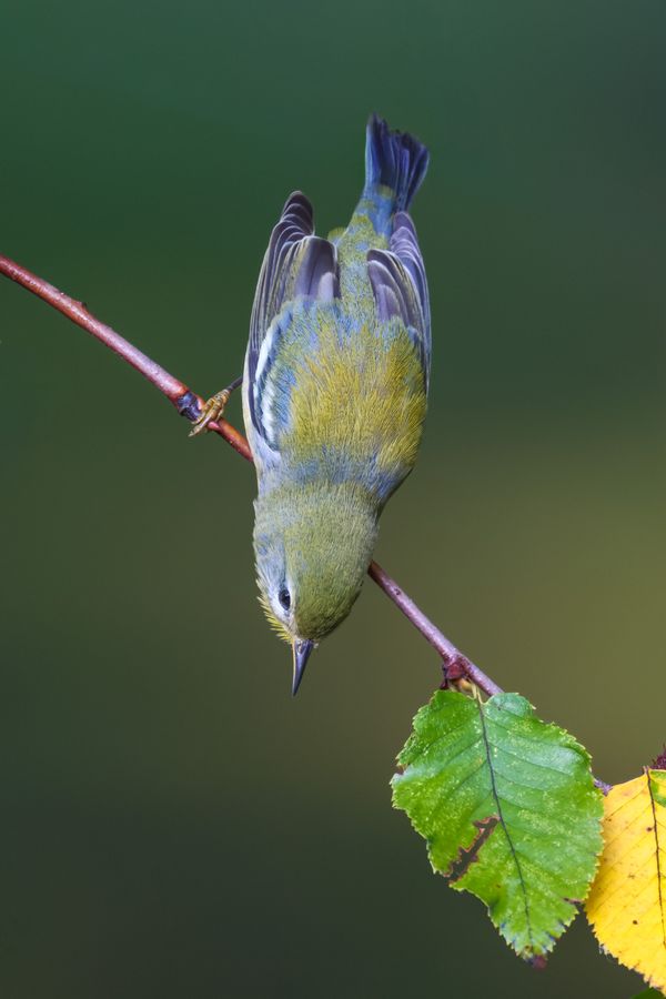 Northern Parula, upside down