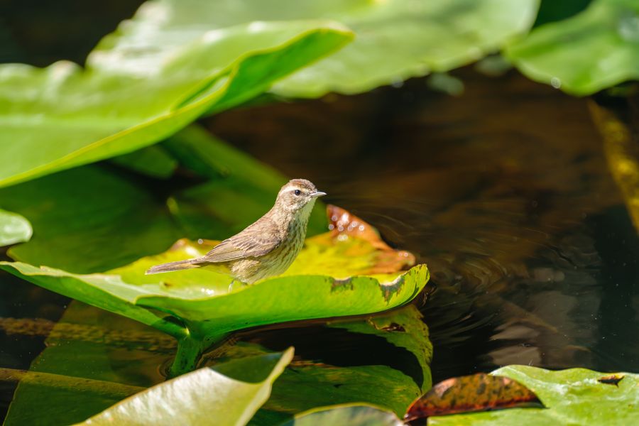 Northern Waterthrush