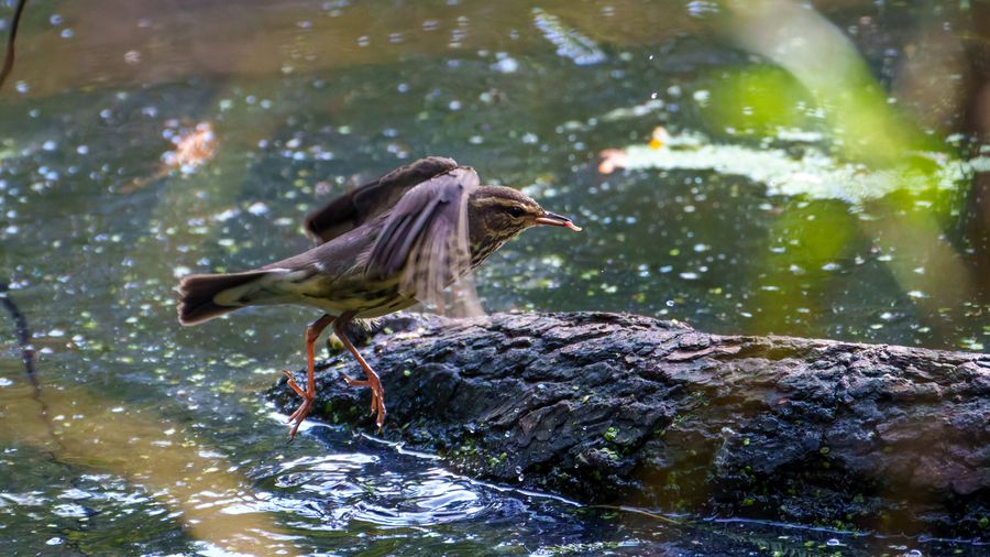 Northern Waterthrush