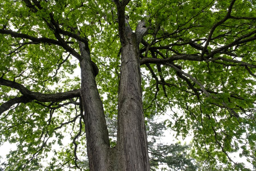 Oak
