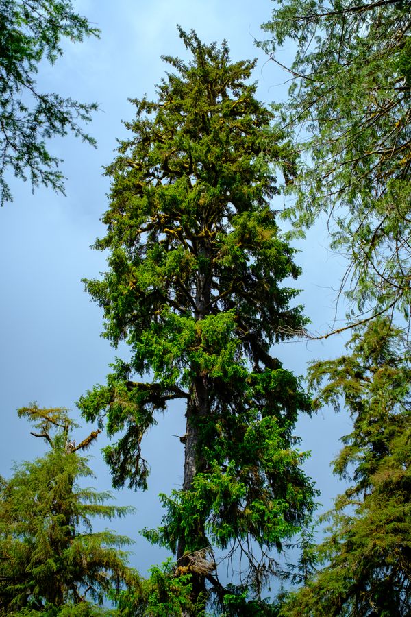Old growth, the Hoh