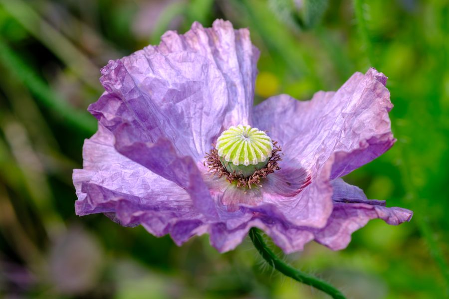 Opium poppy