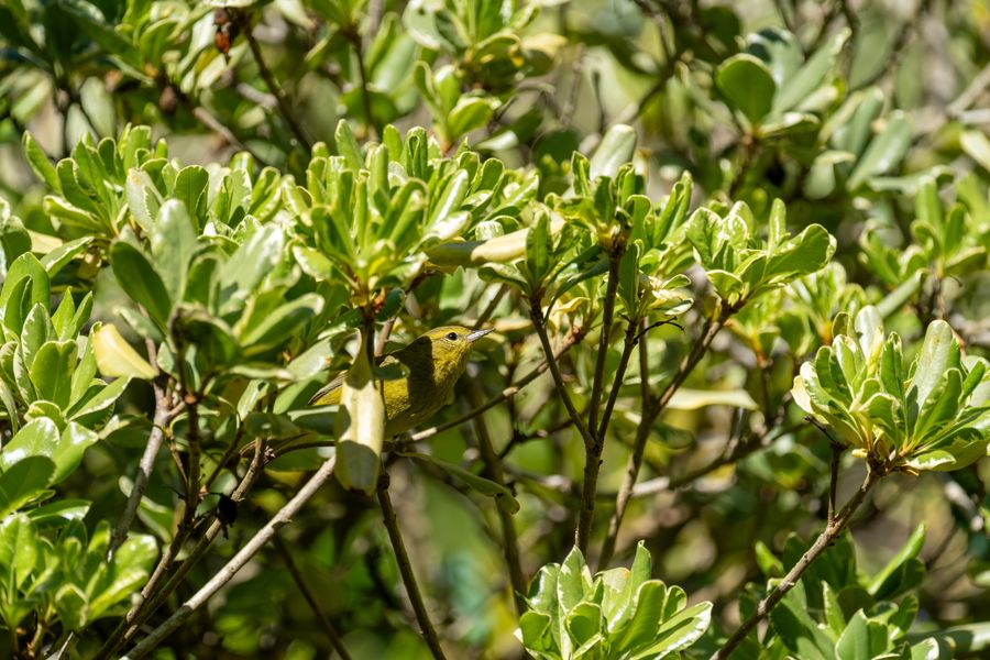 Orange-crowned Warbler