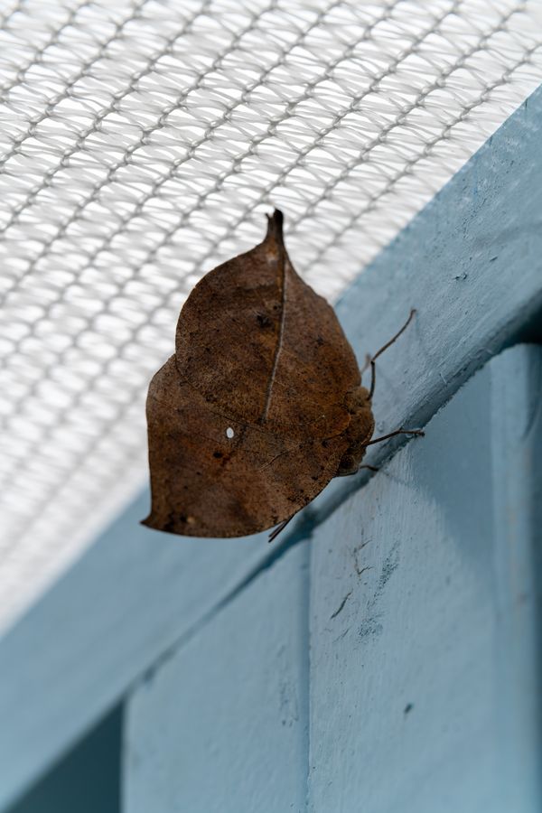 Orange Oakleaf
