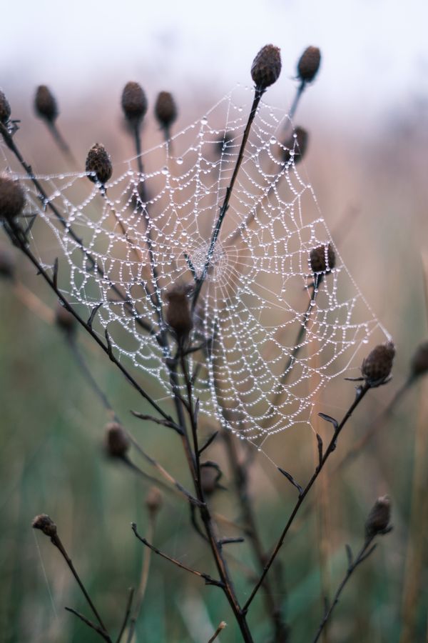 Orb-weaver web, dew-strung