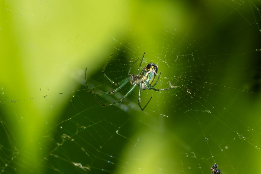 Orchard Orb-weaver